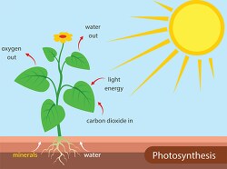 photosynthesis in plants light energy clipart 3