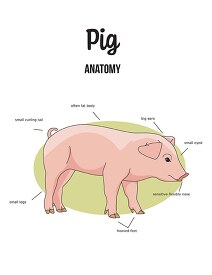 pig anatomy color labeled printout