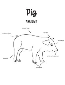 pig anatomy outline printout