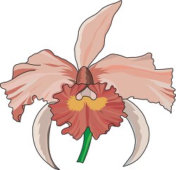 pink cattleya orchid clipart