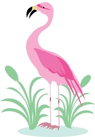 pink flamingo bird standing near plants clipart