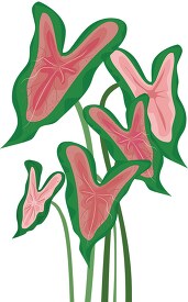 pink green caladium plant clipart