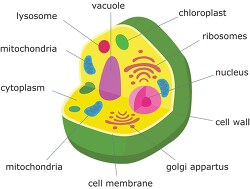 plant cell structure clipart illustration