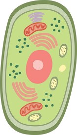 plant cell with organeles clipart 8149