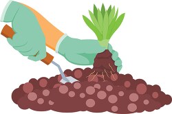 planting small plant in soil gardening clipart