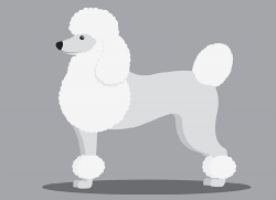 poodle dog sideview gray clipart