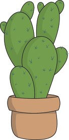 prickly pear cactus 01