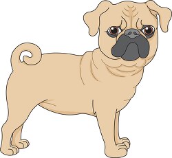 pug dog curly tail clipart 6125