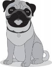 pug dog sitting on all fours gray clipart