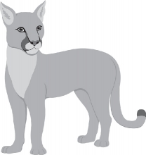puma cougar mountain lion cat gray clipart