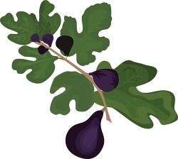 purple figs on fig tree