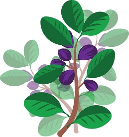 purple fruit plant with green leaves