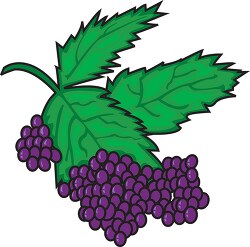purple grapes with leaves clipart