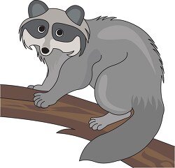raccoon on a tree branch clipart