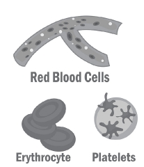 red blood cells eruthorcyte platelets clip art