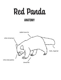red panda anatomy outline printout