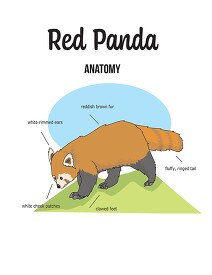 red panda anatomy printout