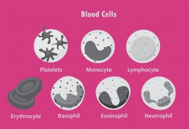 red white blood cells set science gray color