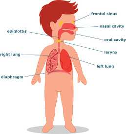 respiratory system labeled lungs kid anatomy clipart