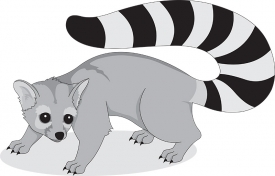 ringtail-animal-cat gray color
