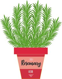 rosemary herb growing in planter herb clipart