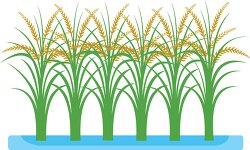 row of rice in rice paddy clipart