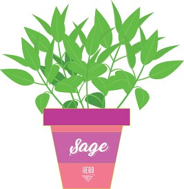sage growing in planter herb clipart