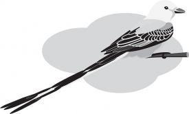scissor-tailed-flycatcher-gray color