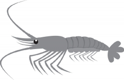 shrimp marine animal gray clipart