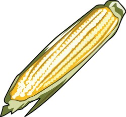 single ear of corn clipart