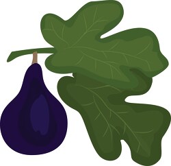 single purple fig with leaf