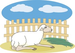 sitting sheep