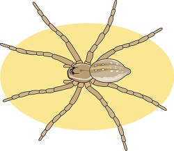 six spotted fishing spider