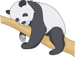 sleeping panda on tree branch