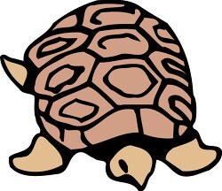 small brown tortoise top view