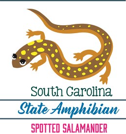 south carolina state amphibian the spotted salamander clipart im