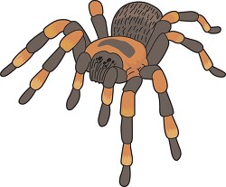 spiders brown tarantula clipart