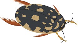 spotted water beetle insect clipart
