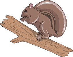 squirrel on tree branch clipart
