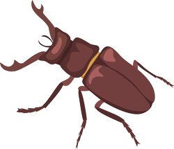 stag beetle insect clipart