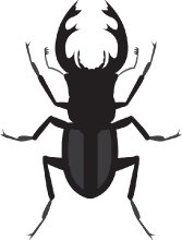 stag beetle insect gray clipart
