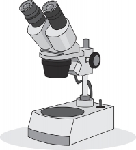stereo microscope gray 213