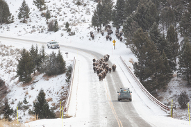 herd of bison crossing snow convered birdge over the Yellowstone