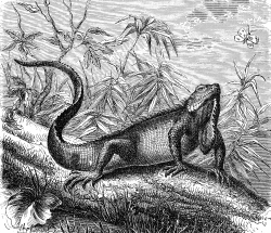 iguana illustration 429