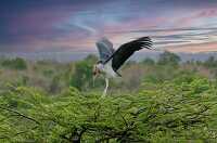 Maribou stork on tree 