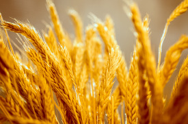 Sun On Ears Of Wheat Closeup 
