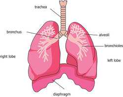 Classroom Clip Art - alveoli