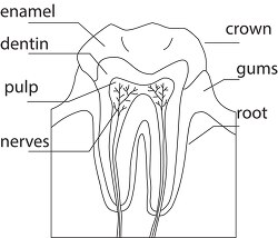 Anatomy Clipart - Clipart - Classroom Clip Art