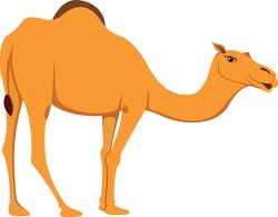 Camel Clipart - Animal Clipart - Clipart - Classroom Clip Art