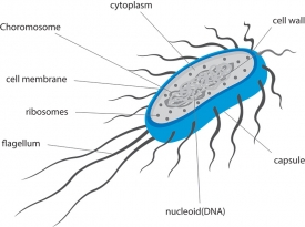 Classroom Clip Art - bacteria